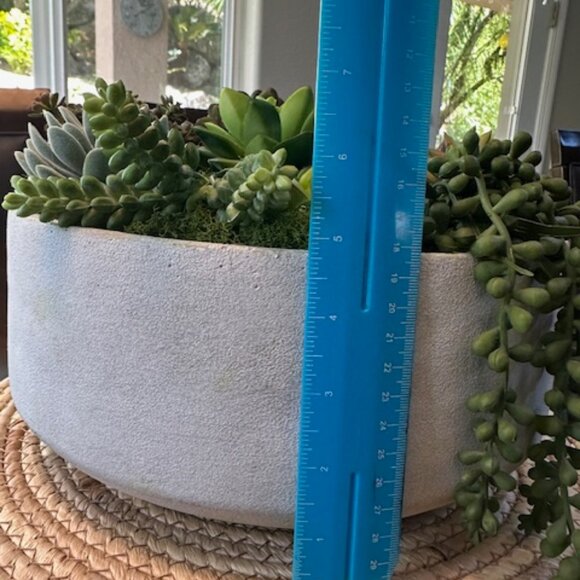 Zen Large Succulent and Moss in Concrete Bowl- Modern Nature Centerpiece - Picture 6 of 7